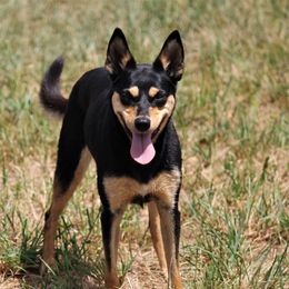 Australian Cattle Dog All Grown Up from Stellar Cattle Dogs