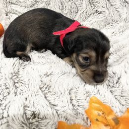 Dachshund Puppies from Oak tree Dachshunds