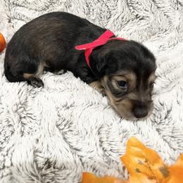 Dachshund Puppies from Oak tree Dachshunds