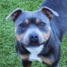 Rebel - Staffordshire Bull Terrier