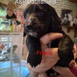 Frisco - Black male Dachshund puppy in Columbia, South Carolina from A&R Dachshund