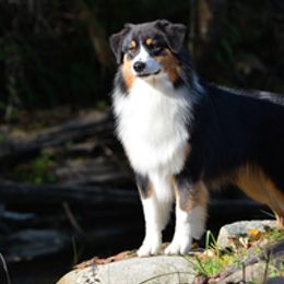 Australian Shepherds from Blue Isle Aussies