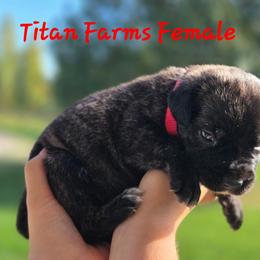 Red - Black brindle female Cane Corso puppy in Yale, Michigan from Titan Farms