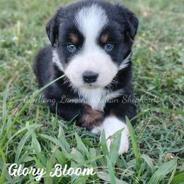 Glory bloom - Black & white female Miniature Australian Shepherd puppy in Muskogee, Oklahoma from Tagalong Lane Australian shepherds