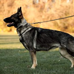 Dalia - German Shepherd