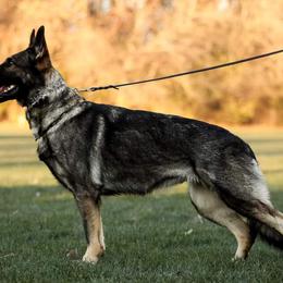 Dalia - German Shepherd