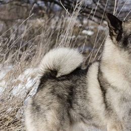 Norwegian Elkhounds from Windy City Elkhounds