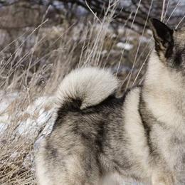 Norwegian Elkhounds from Windy City Elkhounds