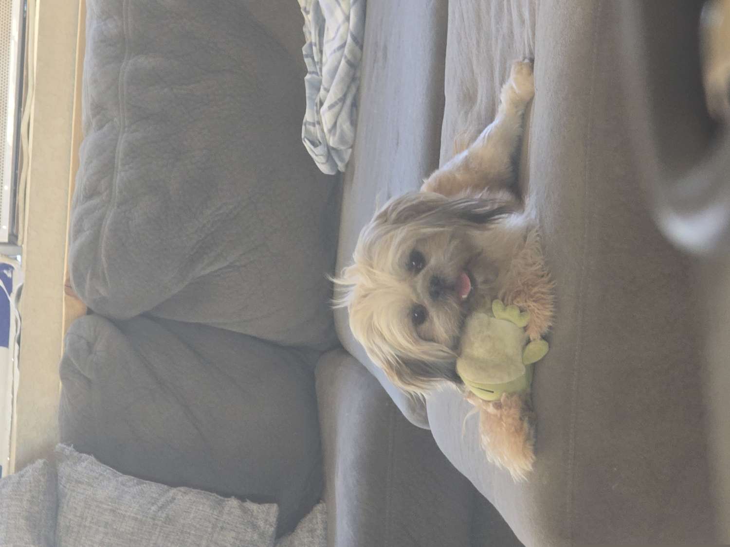 Mocha - Shih Tzu