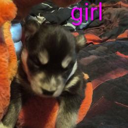 Orange - Black and white female Siberian Husky puppy in Porter Corners, New York from Twisted Gemstone Exotics