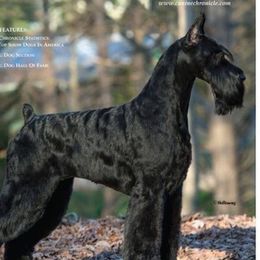 Giant Schnauzers from KenRo Giant Schnauzer