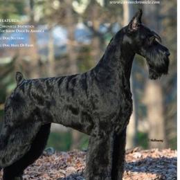 Giant Schnauzers from KenRo Giant Schnauzer