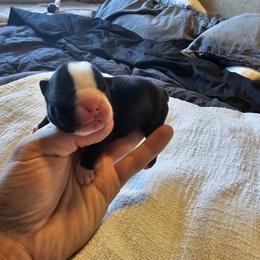 Girl 1/Pink Collar - Black and white Boston Terrier puppy in Rapid City, South Dakota from Little Daemons Boston Terriers