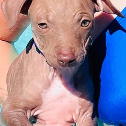 Decaf - Chocolate male American Hairless Terrier puppy in Sacramento, California from Gold Rush Kennels