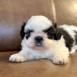 Mr. Blue - Blue and white male Shih Tzu puppy in Waco, Texas from Shih Tzus To Love