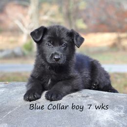 Blue Collar - Black male German Shepherd puppy in Elkmont, Alabama from Oakmont Shepherds