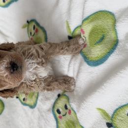 Cockapoos from Taryn Smith