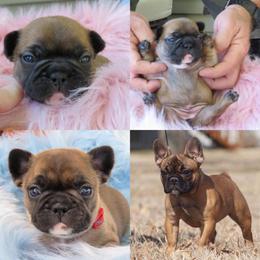 French Bulldog Puppies from Legend French Bulldogs