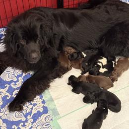 Newfoundland Puppies from Amanda Robinson