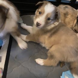 Shetland Sheepdog Puppies from Kuhl’s Sheltie Farm