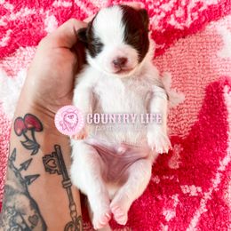 Mac - Chocolate parti male Pomeranian puppy in Idaho Falls, Idaho from Country Life Pomeranians