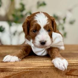 Pineapple boy - Red  male Goldendoodle puppy in Rio Linda, California from Plush Doodles