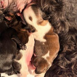 Rich - Red and white male Shih Tzu puppy in Hemet, California from Aloha Shih Tzu
