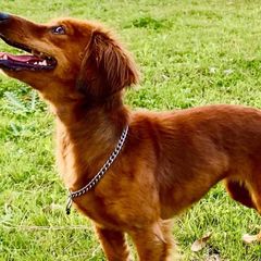 Sporty Mixes from Jamaican Red Dogs