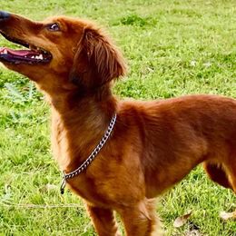 Sporty Mixes from Jamaican Red Dogs