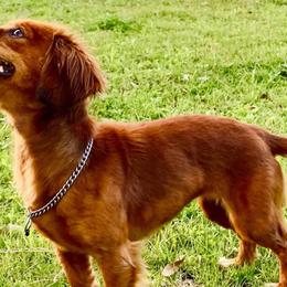 Sporty Mixes from Jamaican Red Dogs