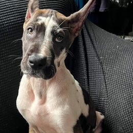 Great Dane Puppies from F&B Kennels