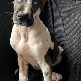 Great Dane Puppies from F&B Kennels