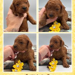 Marigold - Red  female Poodle puppy in Mount Vernon, Illinois from AMC Poodles