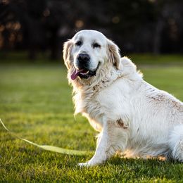 Dozer - Golden Retriever
