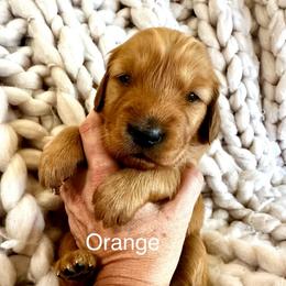 Orange - Dark golden female Golden Retriever puppy in Calistoga, California from Willow’s AKC Golden Retrievers