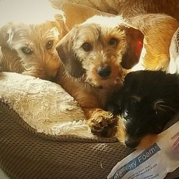 Dachshunds from Woodenshoe Kennel