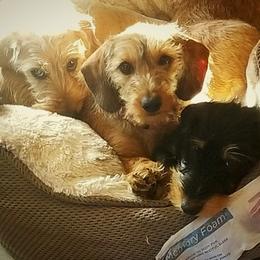 Dachshunds from Woodenshoe Kennel