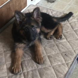 Biewer Terrier, German Shepherd, and Yorkshire Terrier Puppies from Mark Carfagno's Pups