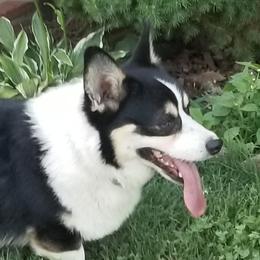 Ransom - Pembroke Welsh Corgi