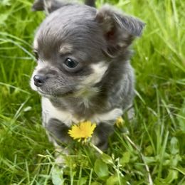 Simone - Blue and tan Chihuahua puppy in Yamhill, Oregon from Diamond Dog Chihuahuas