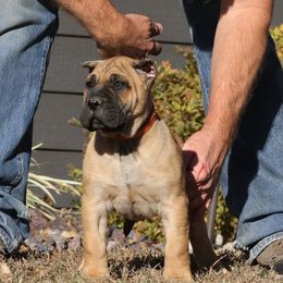 Orange Collar - Fawn female Perro de Presa Canario puppy in Pocahontas, Illinois from Cabeza Grande Kennel