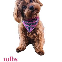 Darla - Cavapoo