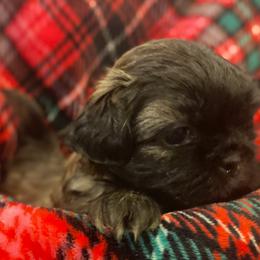 Shih Tzu Puppies from AKC Shih Tzu Champion Line Puppies