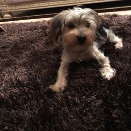 Assorted Doodle Crosses, Double Doodle, Maltipoo, Morkie, and Yorkipoo Puppies from Danza Bolo