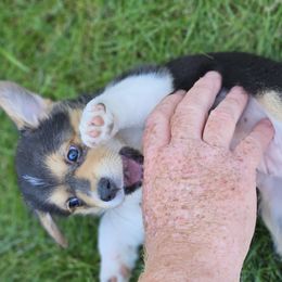 Pembroke Welsh Corgi Puppies from Enchanted Corgis