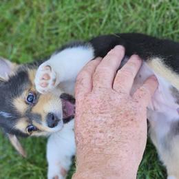 Pembroke Welsh Corgi Puppies from Enchanted Corgis