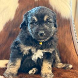 St. John - Black phantom male Aussiedoodle puppy in Grinnell, Iowa from Rural Iowa Aussies & Doodles