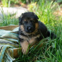 Remi (beige collar) - Black and red male German Shepherd puppy in Ballston Spa, New York from Von Fahringer Shepherds