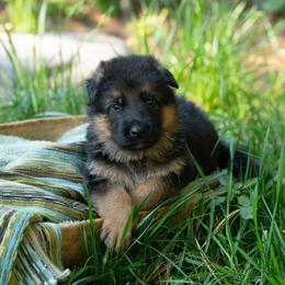 Remi (beige collar) - Black and red male German Shepherd puppy in Ballston Spa, New York from Von Fahringer Shepherds