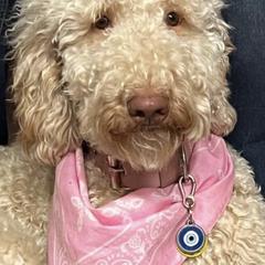 Goldendoodles from Snuggle Bear Doodles